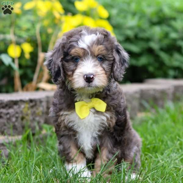 Champ, Mini Bernedoodle Puppy